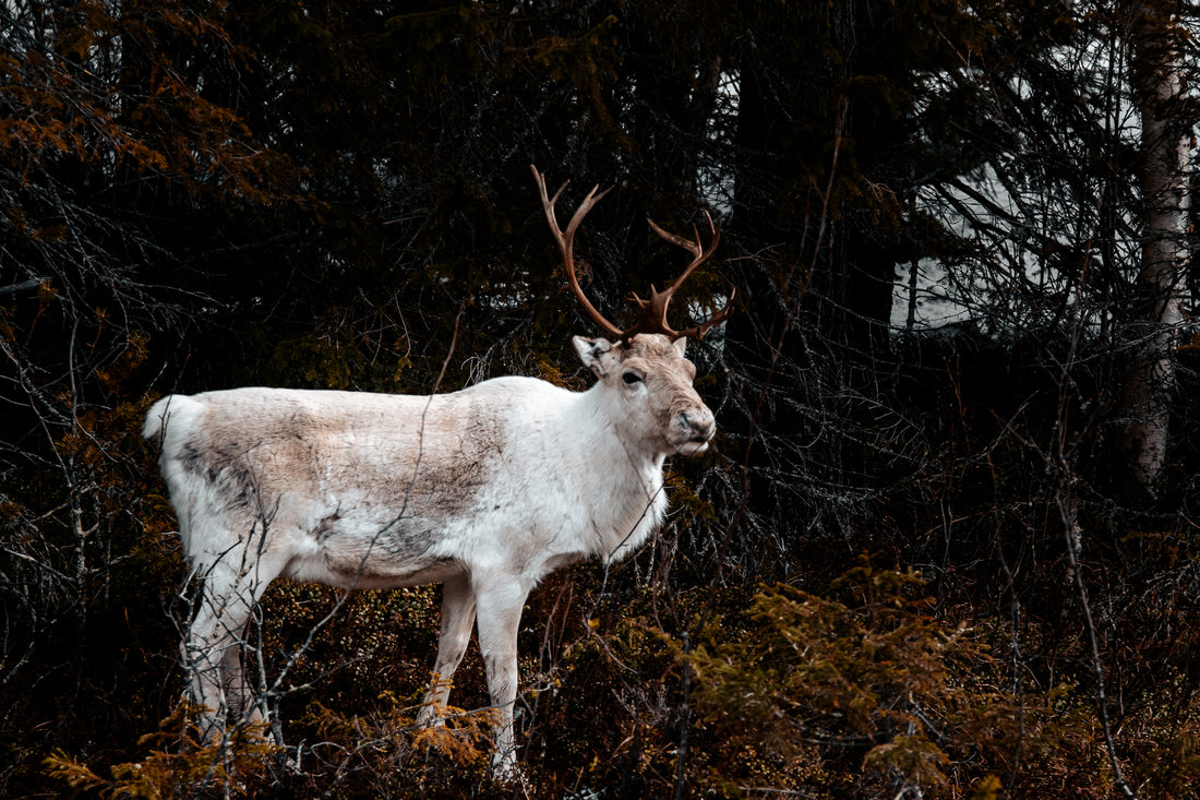 Reindeer of Lapland: The Enchanting Nomads of Sweden's Arctic Region