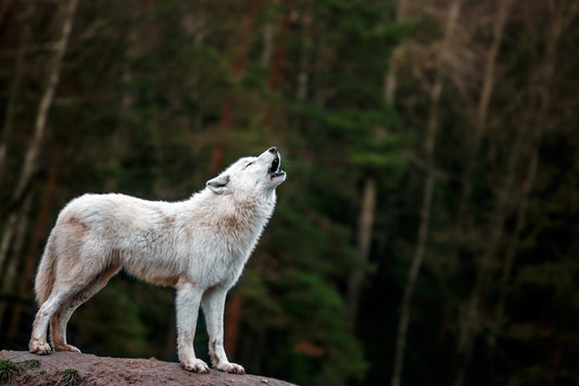 The Mystery and Magic of Swedish Wolves: Untamed Spirits of the Forest